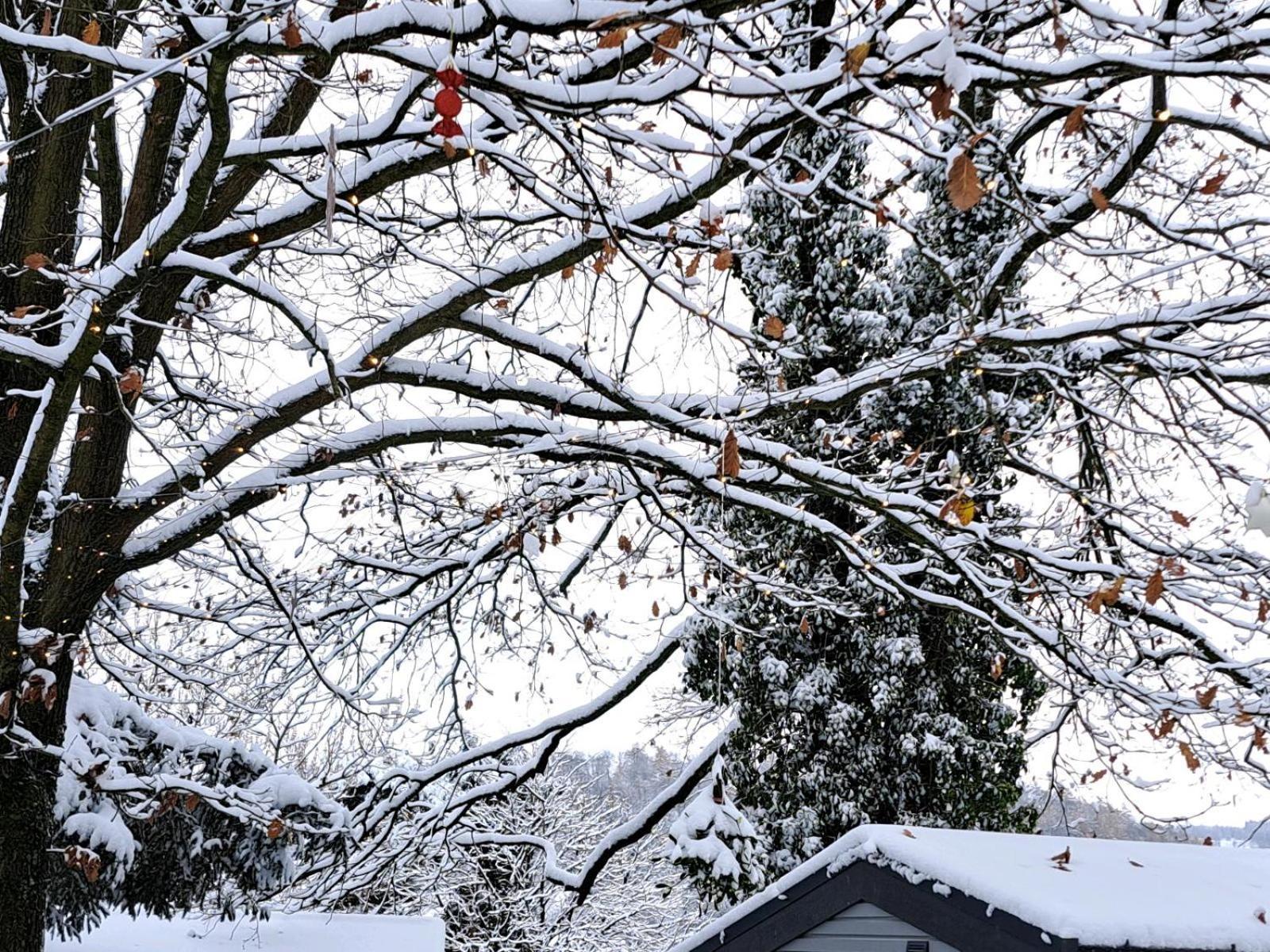 Sauerland-Tinyworld - Ihr Tiny Ferienhaus Im Sauerland Am Diemelsee 外观 照片